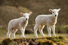  - TOMATISFOOD MEAT  QUALITY