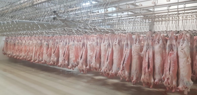 Halal lamb carcasses - TOMATISFOOD MEAT  QUALITY